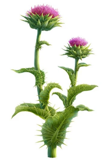 info-368-530 info-368-530